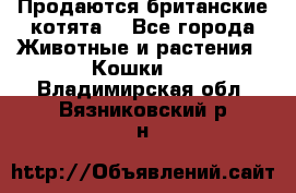 Продаются британские котята  - Все города Животные и растения » Кошки   . Владимирская обл.,Вязниковский р-н